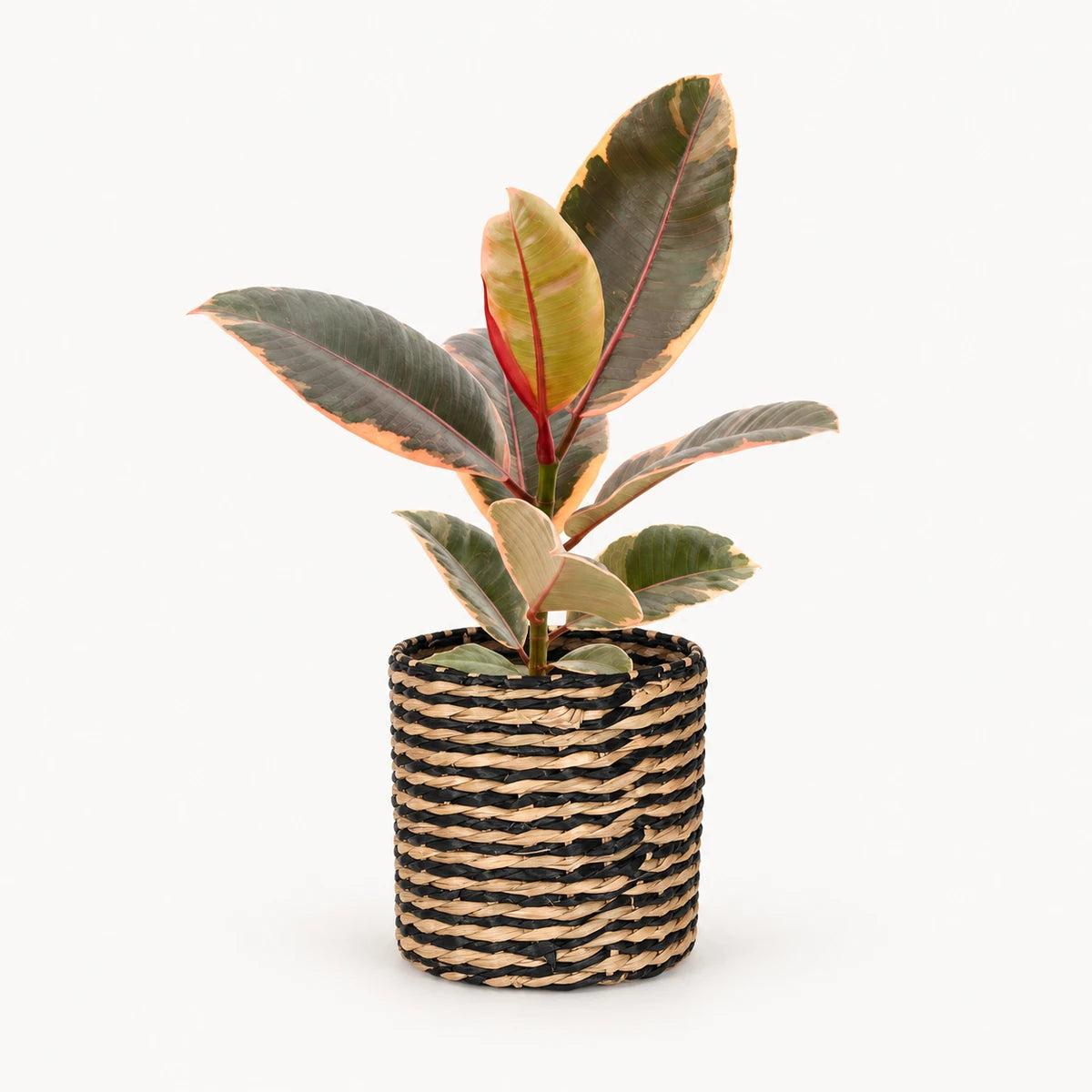 Ficus elastica 'Belize' 12cm + Alexis black 13cm (1102736) — 4