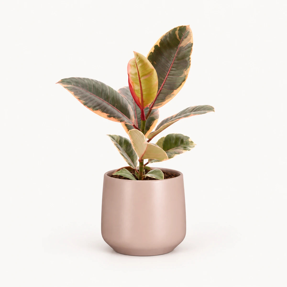 Ficus elastica 'Belize' 12cm + Amber l. pink matt 14.5cm (1094378)
