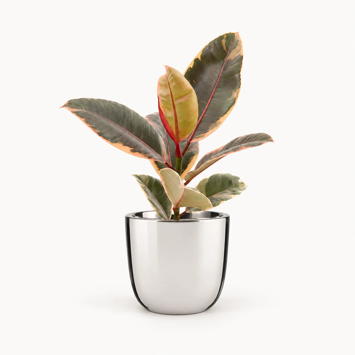 Ficus elastica 'Belize' 12cm + Chaz silver 13.5cm (116701)