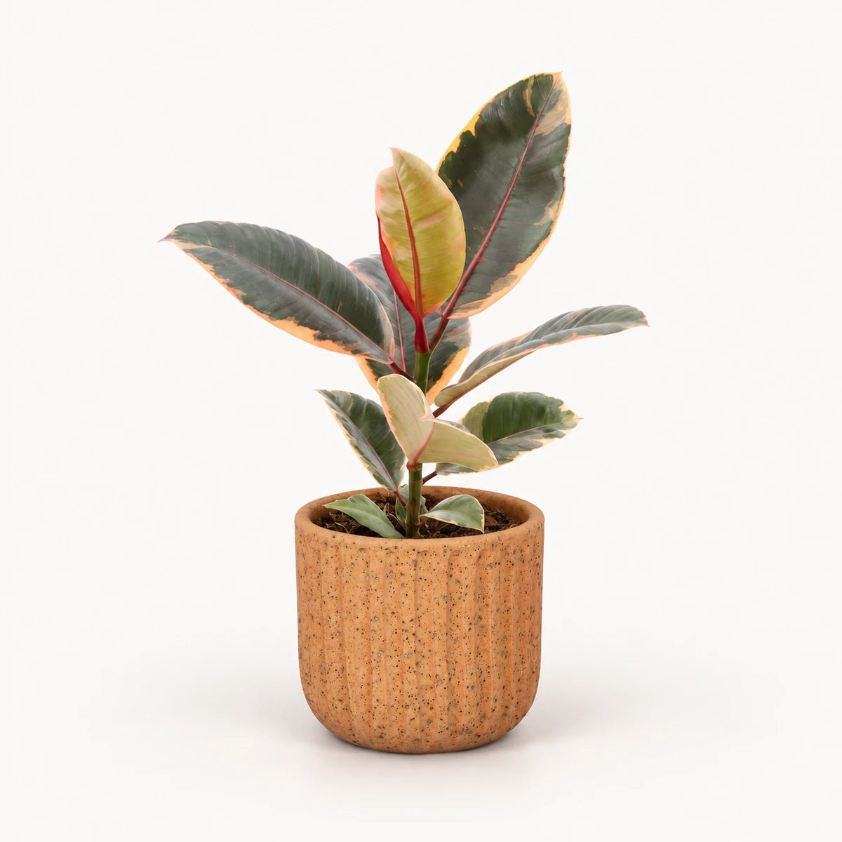 Ficus elastica 'Belize' 12cm + Dante l. brown 14cm