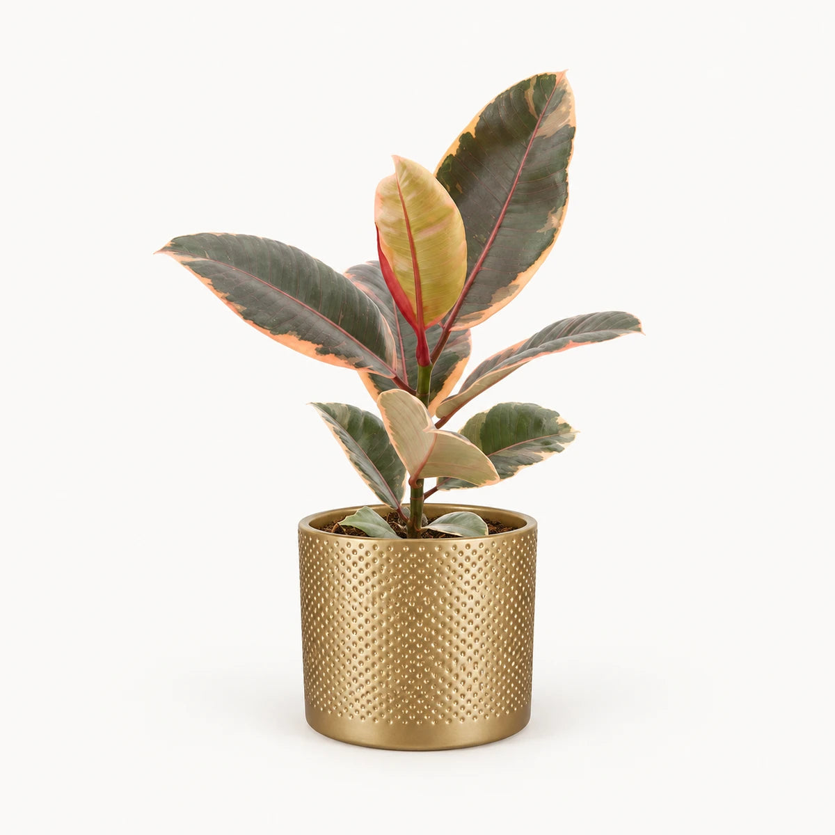Ficus elastica 'Belize' 12cm + Era gold relief 14cm (1059868)