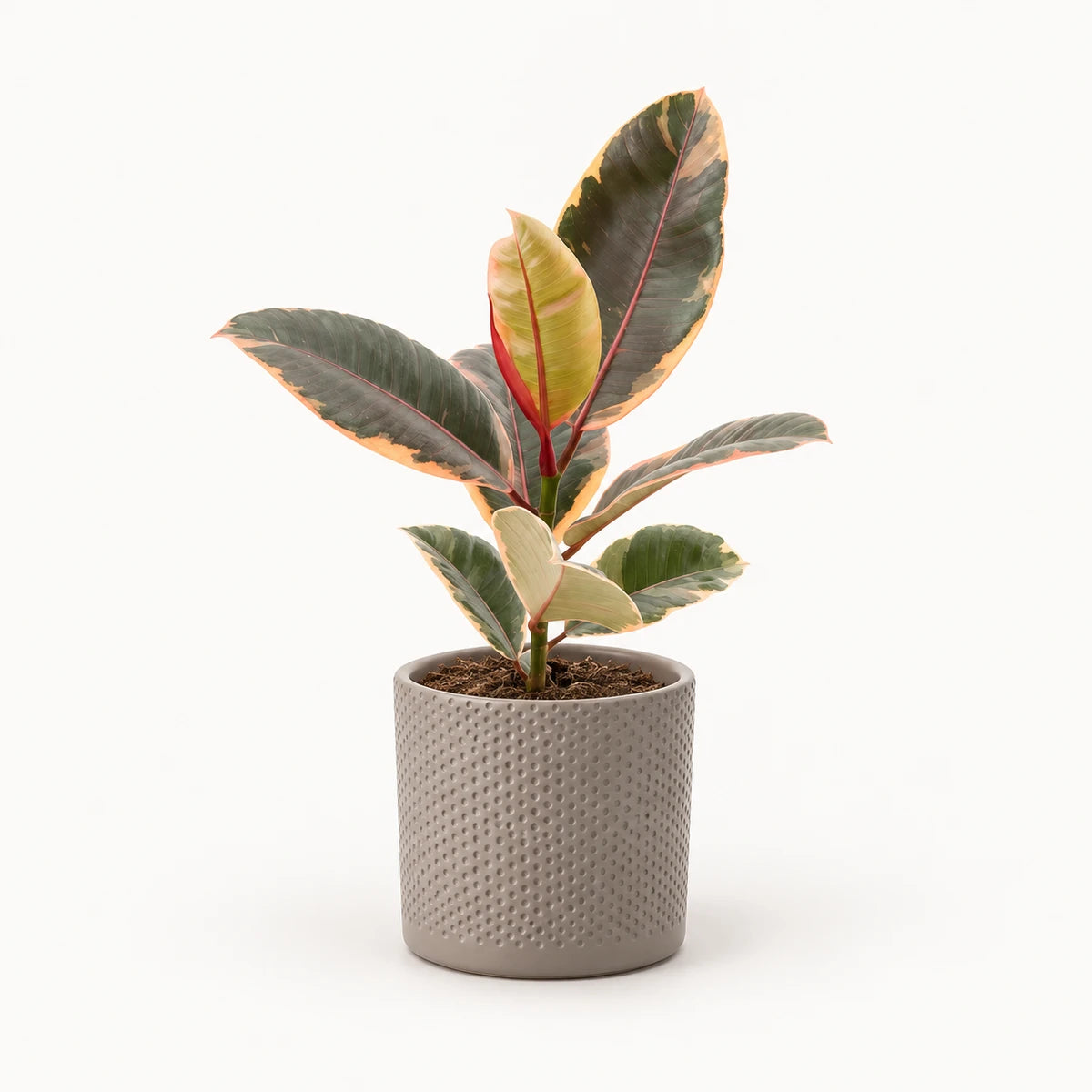 Ficus elastica 'Belize' 12cm + Era taupe relief 12cm (1051627)