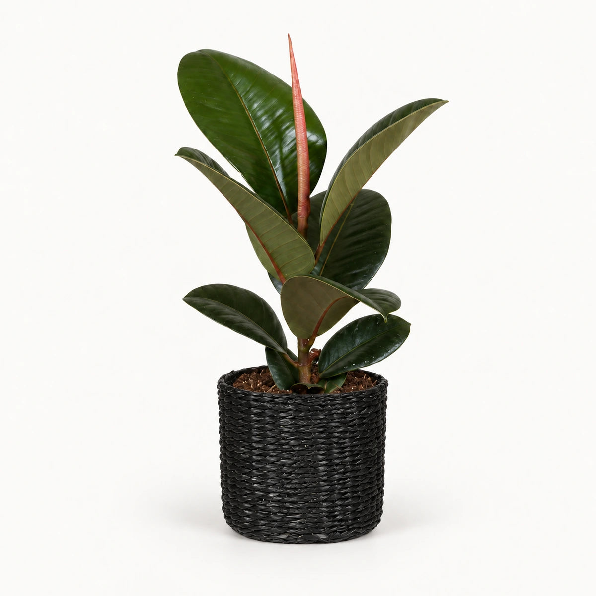 Ficus elastica 'Robusta' 12cm + Alexis black 13cm (1102736) — σχέδιο 3