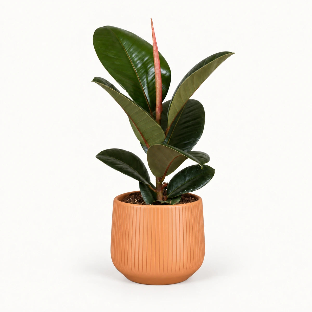 Ficus elastica 'Robusta' 12cm + Amber orange vertical 13cm (1133678)