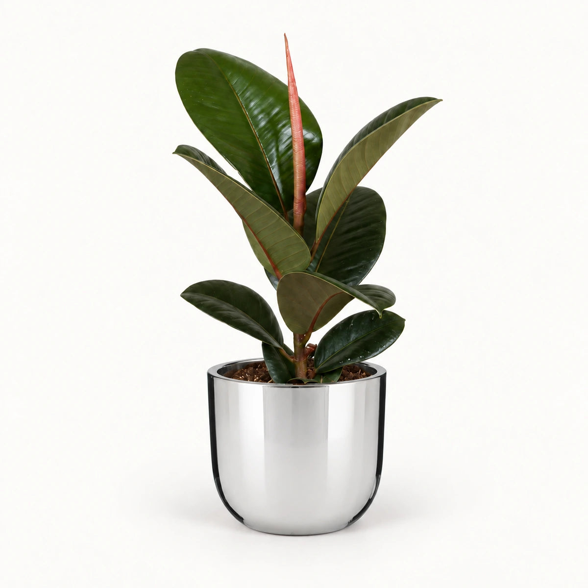 Ficus elastica 'Robusta' 12cm + Chaz silver 13.5cm (116701)