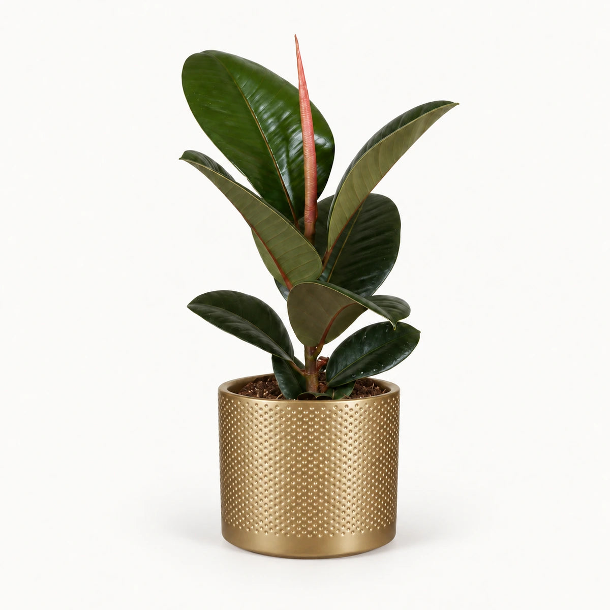 Ficus elastica 'Robusta' 12cm + Era gold relief 14cm (1059868)