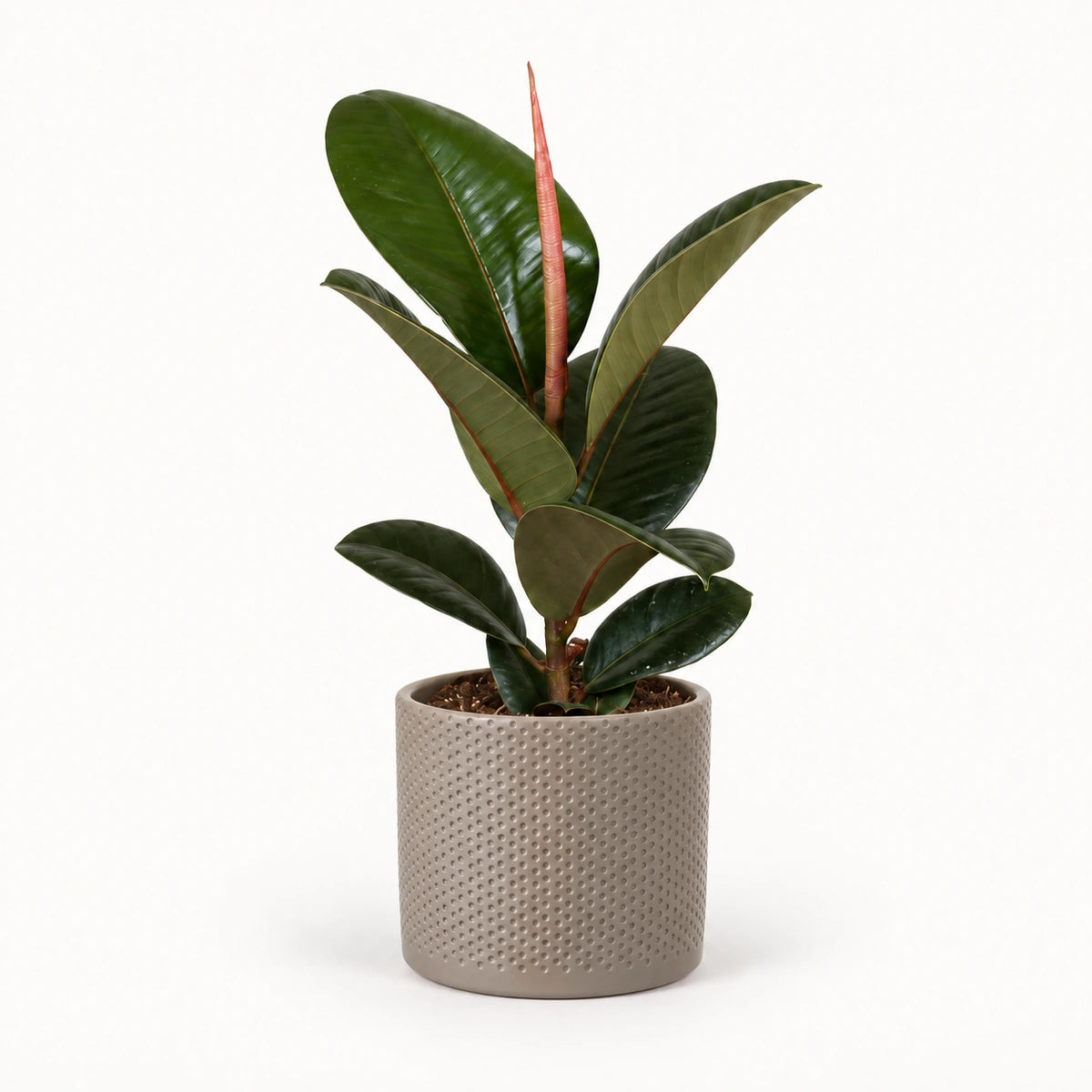 Ficus elastica 'Robusta' 12cm + Era taupe relief 14cm (1051628)
