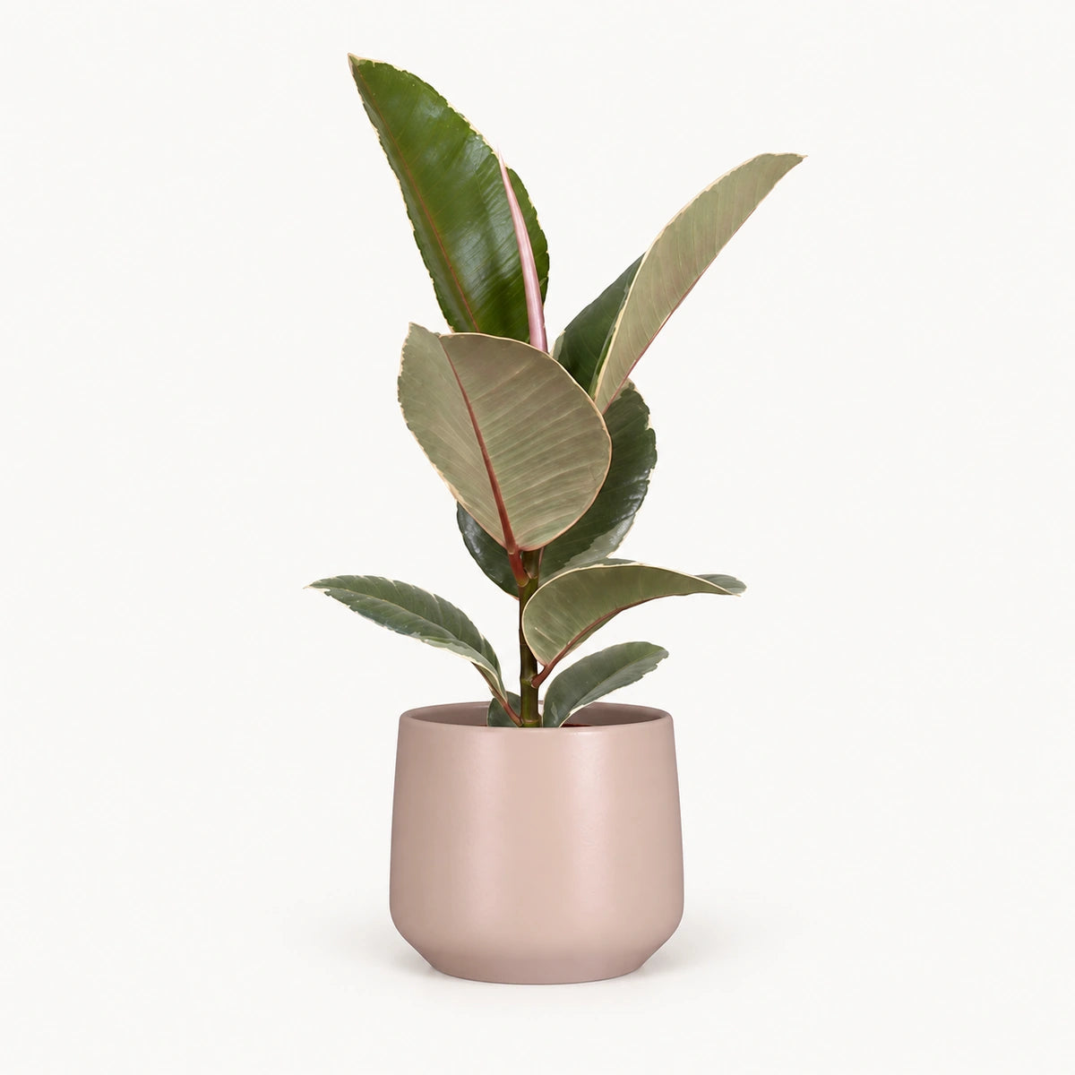 Ficus elastica 'Tineke' 12cm + Amber l. pink matt 14.5cm (1094378)