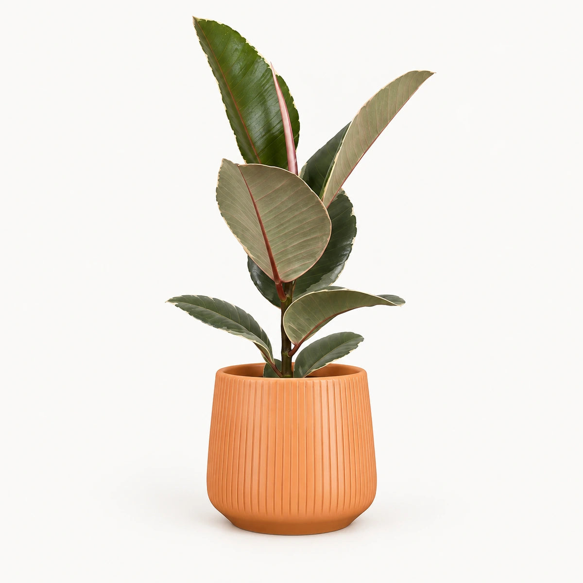 Ficus elastica 'Tineke' 12cm + Amber orange vertical 13cm (1133678)
