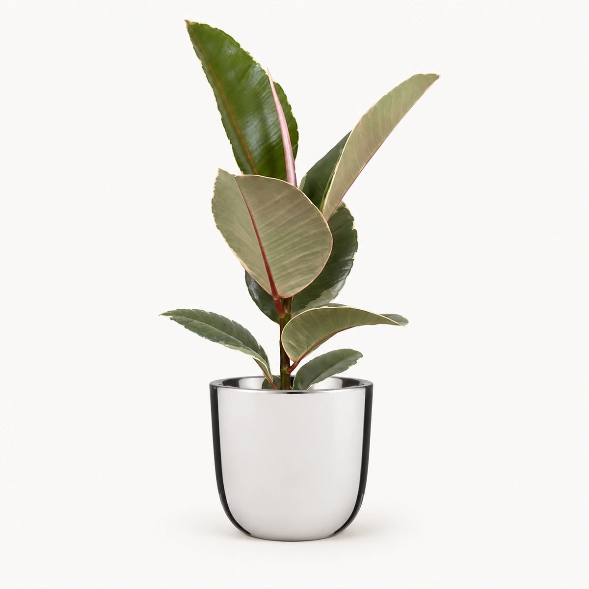Ficus elastica 'Tineke' 12cm + Chaz silver 13.5cm (116701)