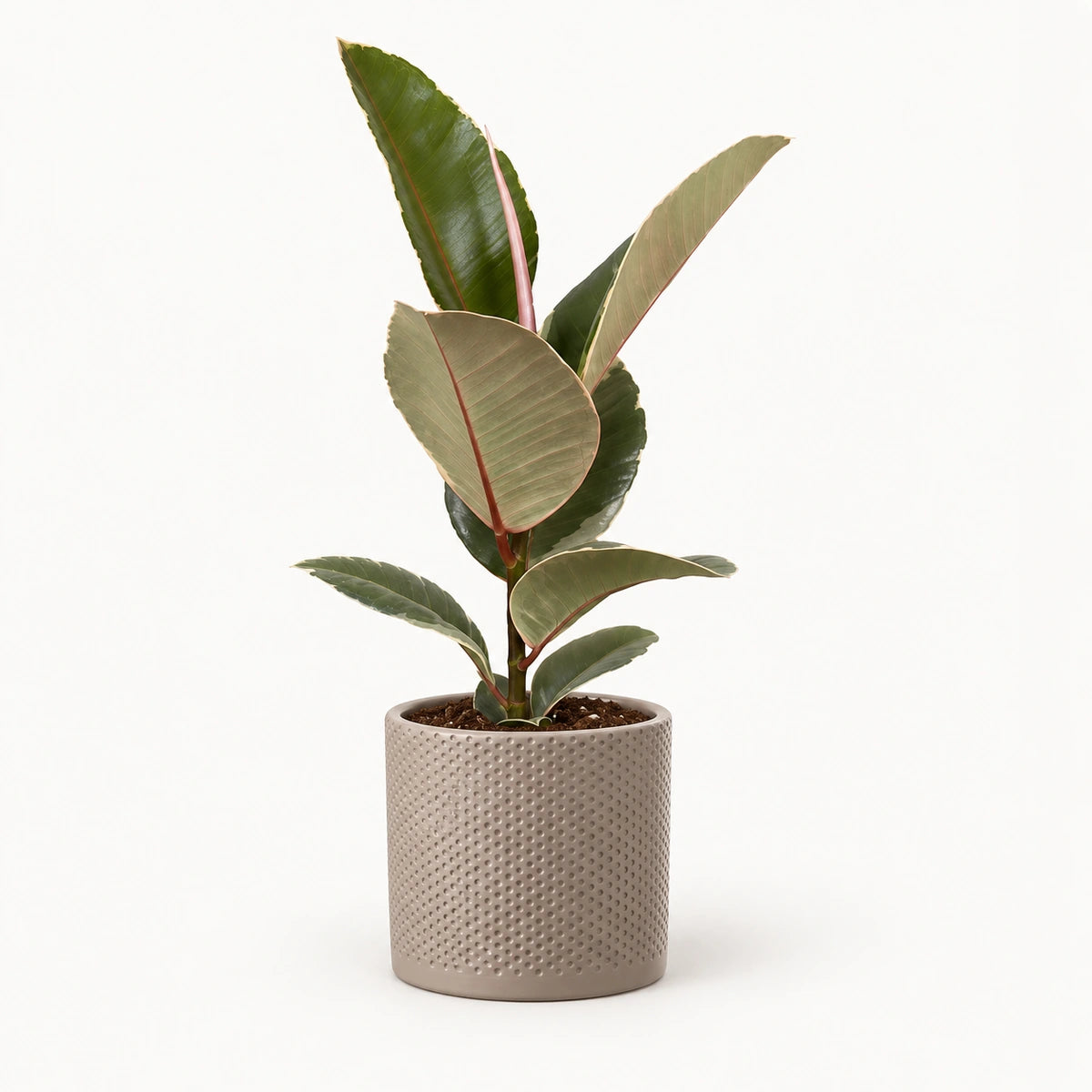Ficus elastica 'Tineke' 12cm + Era taupe relief 12cm (1051627)