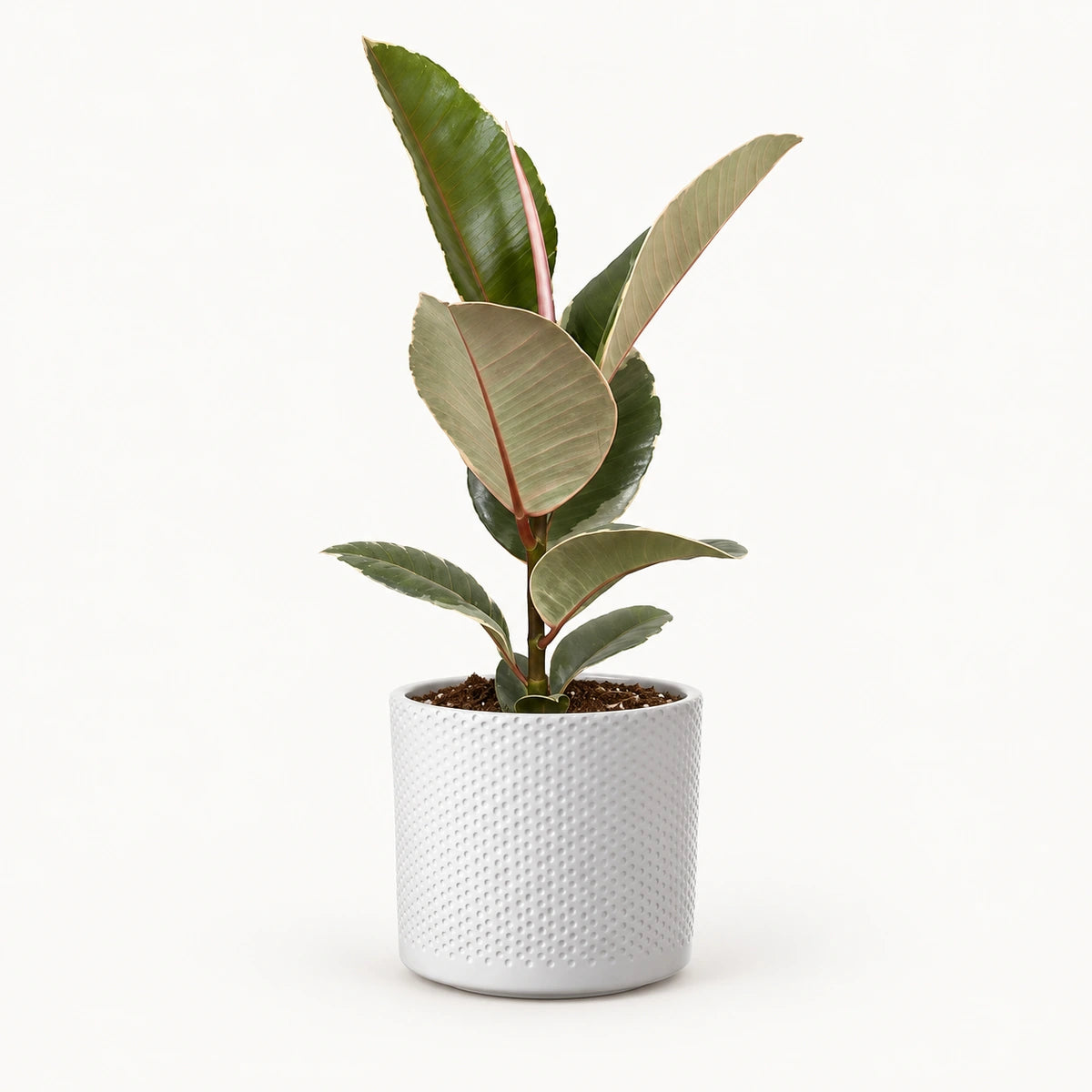 Ficus elastica 'Tineke' 12cm + Era white relief 14cm (1051623)