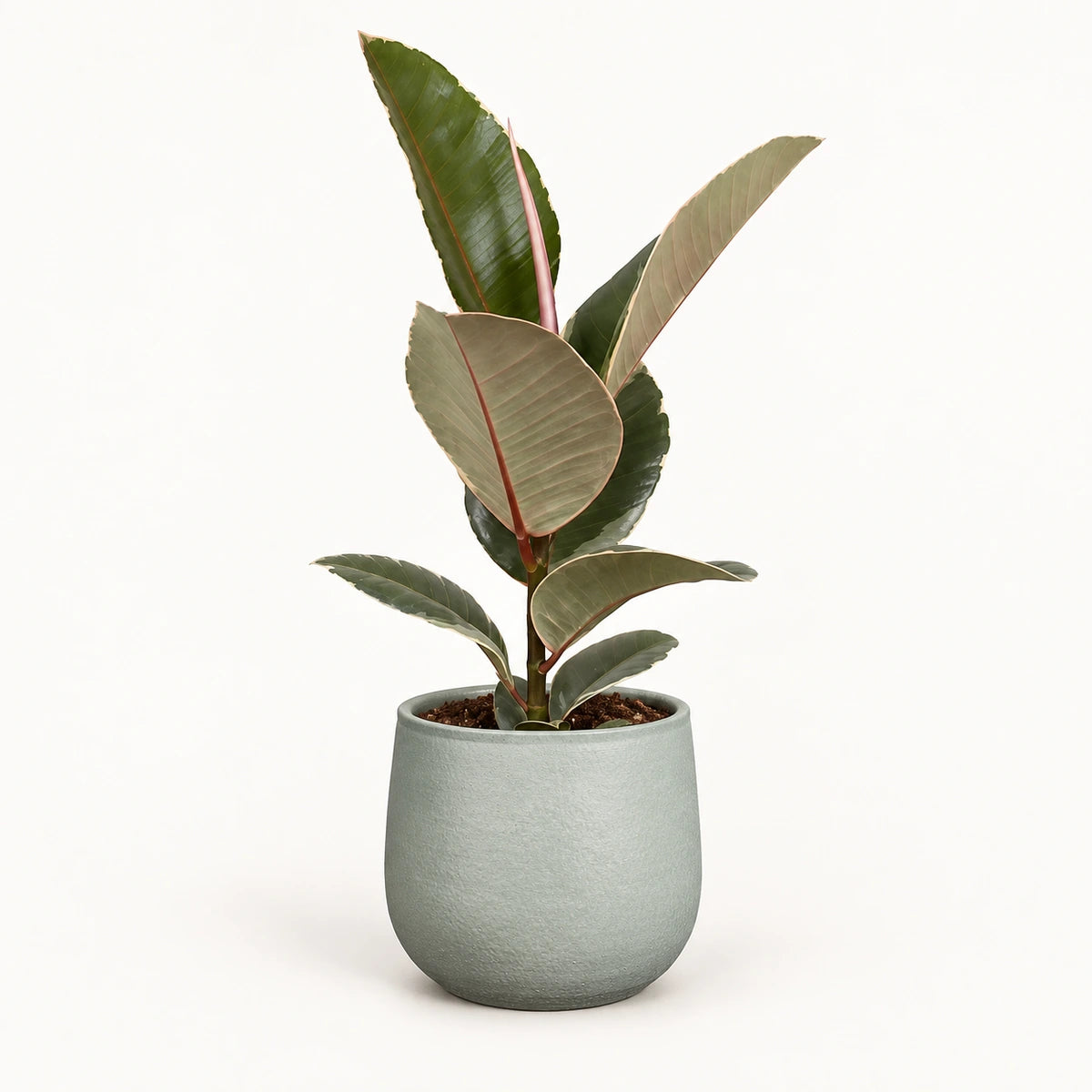 Ficus elastica 'Tineke' 12cm + Sevilla grey 12.5cm (1175801)