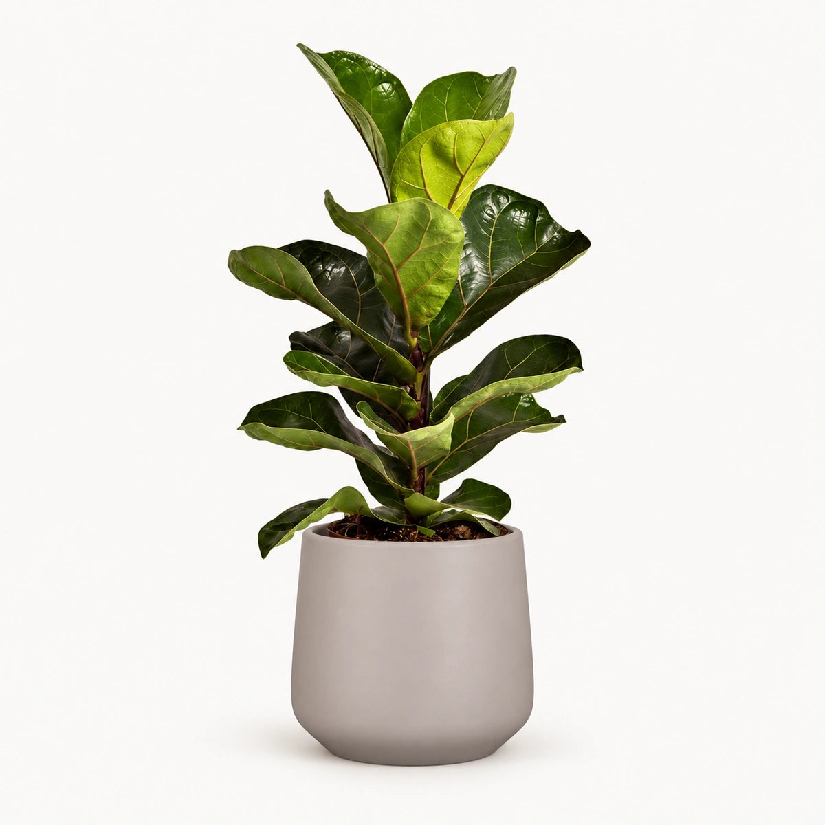 Ficus lyrata 'Bambino' 12cm + Amber taupe matt 13cm