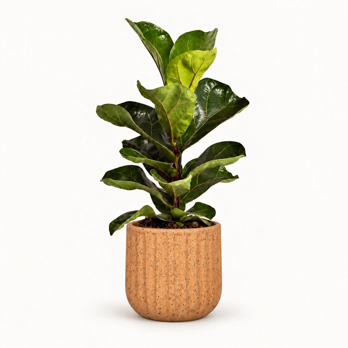 Ficus lyrata 'Bambino' 12cm + Dante l. brown 14cm