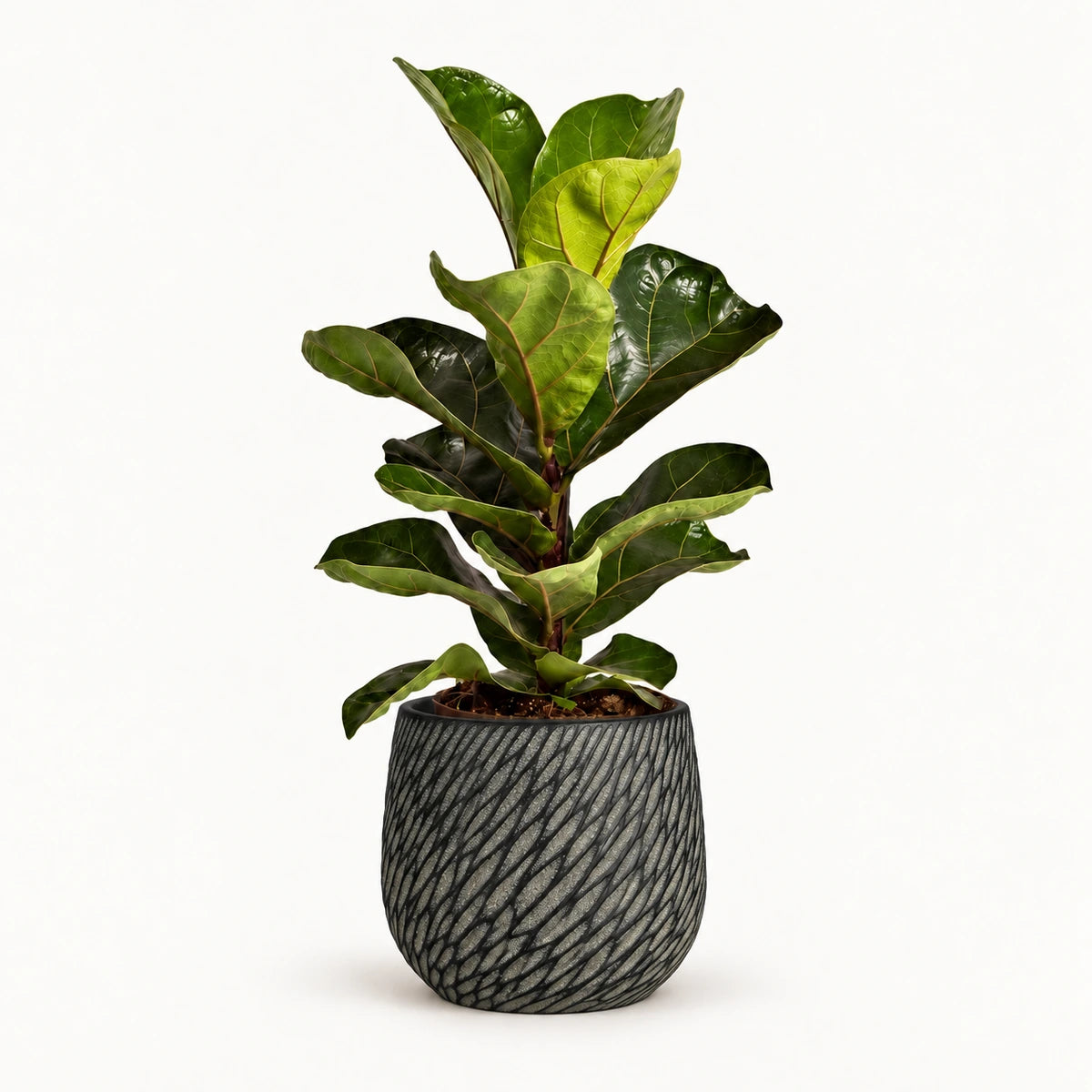 Ficus lyrata 'Bambino' 12cm + Elio anthracite 12.5cm