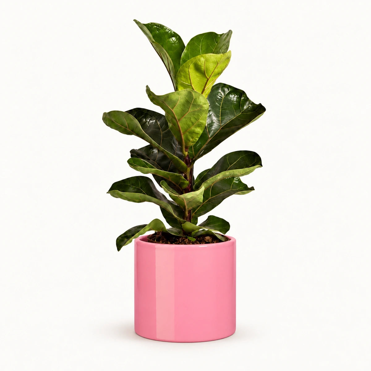 Ficus lyrata 'Bambino' 12cm + Era pink 12cm