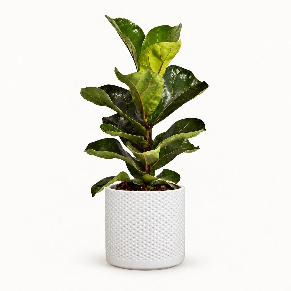Ficus lyrata 'Bambino' 12cm + Era white relief 14cm