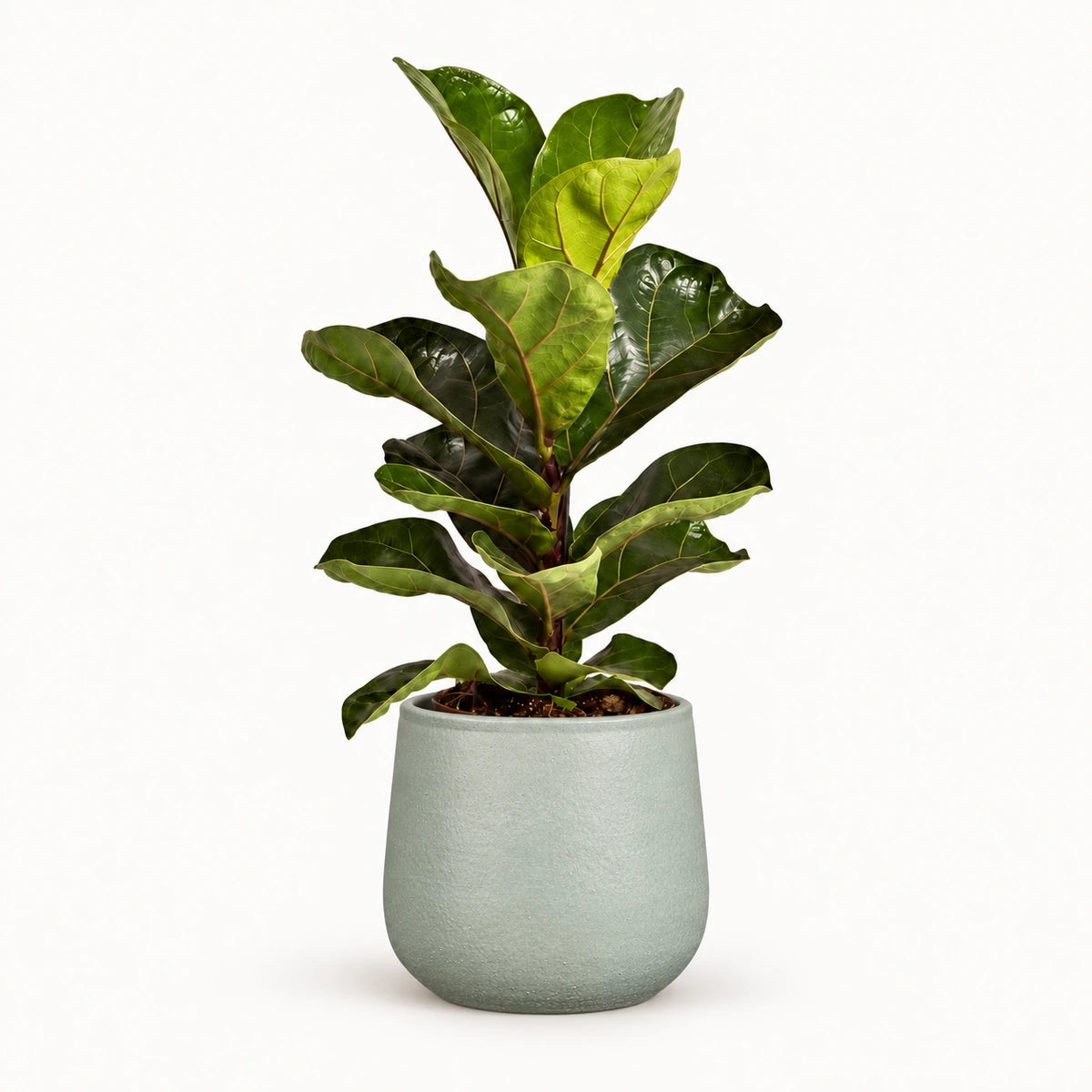 Ficus lyrata 'Bambino' 12cm + Sevilla grey 12.5cm