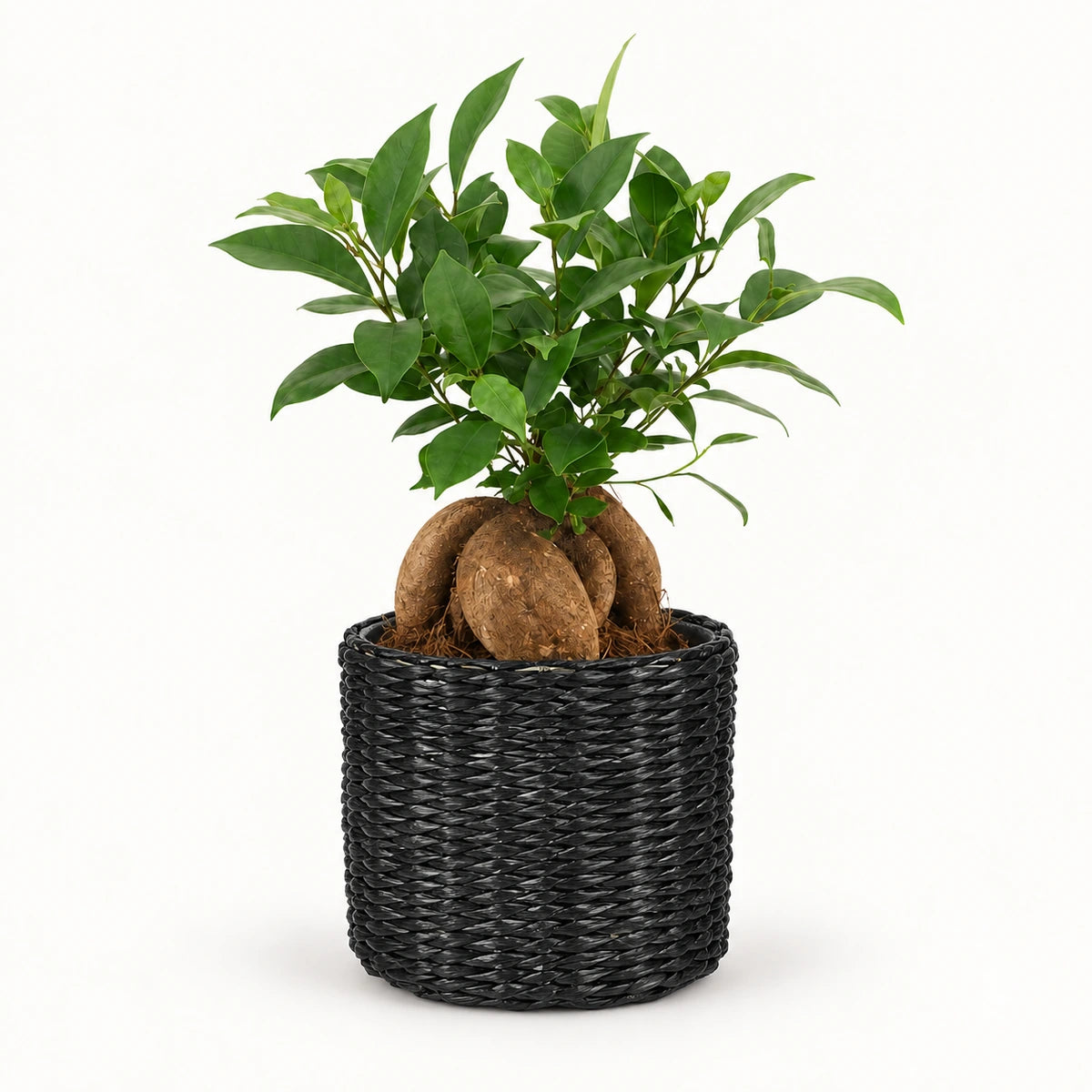 Ficus microcarpa 'ginseng' 12cm + Alexis black 13cm (1102736) — σχέδιο 3