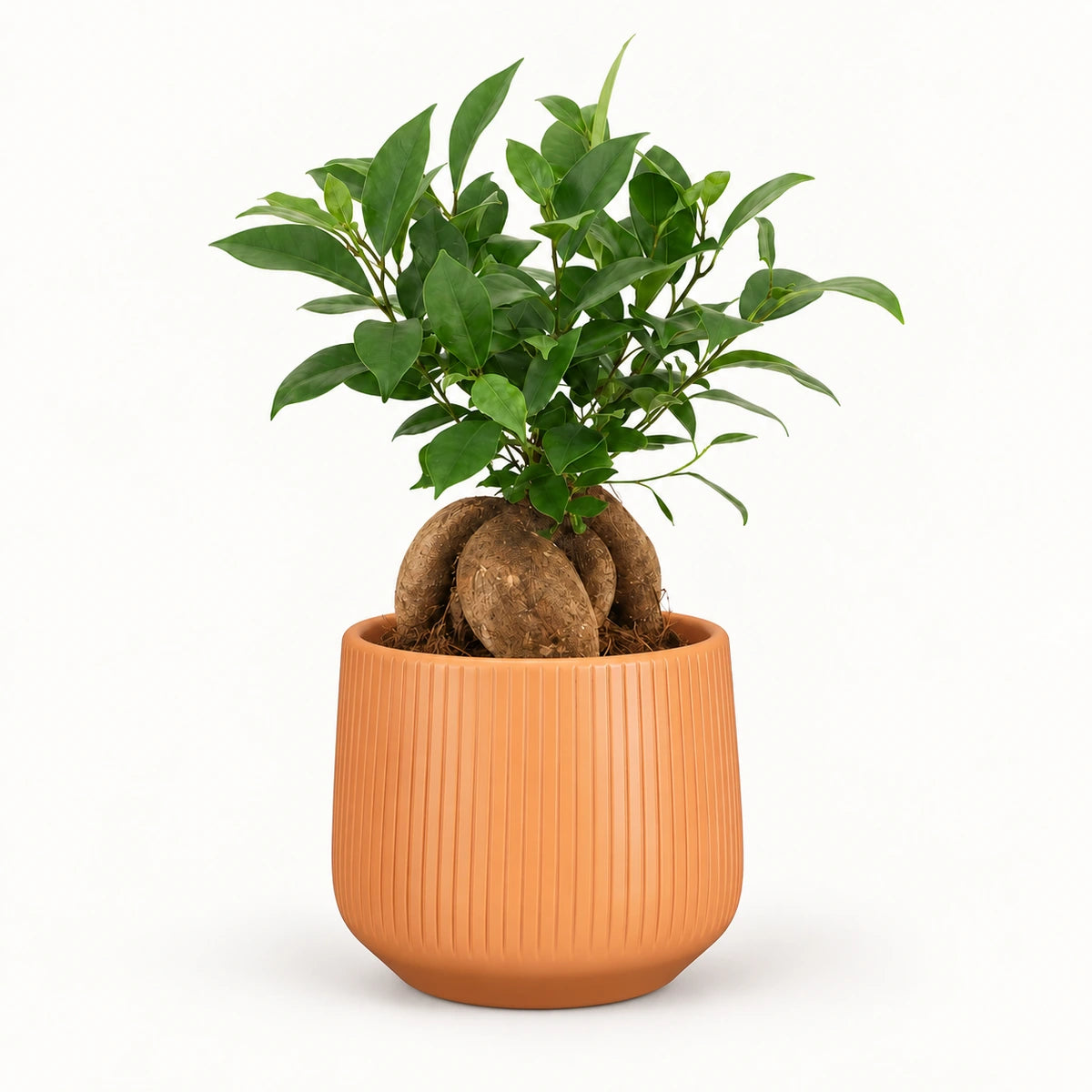 Ficus microcarpa 'ginseng' 12cm + Amber orange vertical 13cm (1133678)