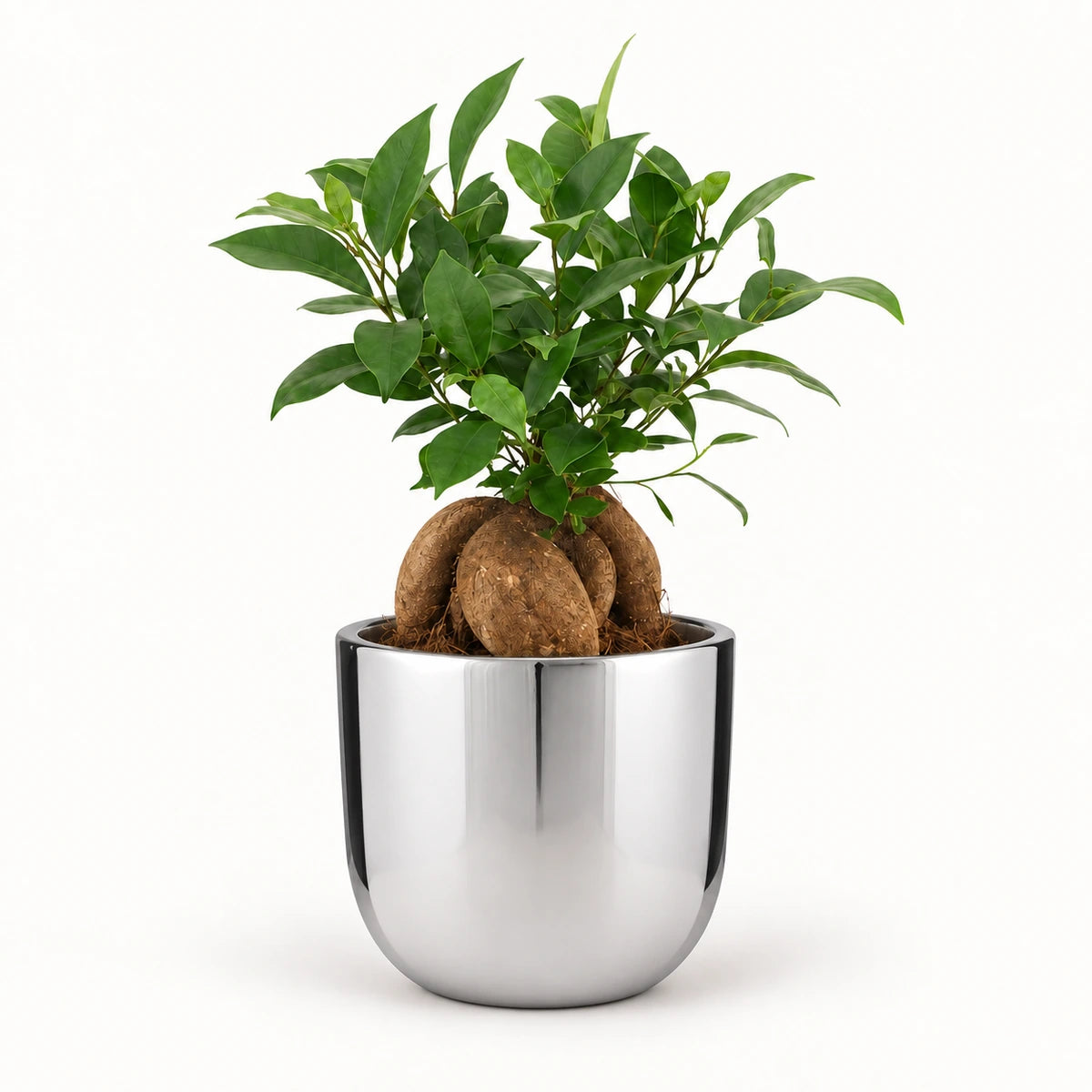 Ficus microcarpa 'ginseng' 12cm + Chaz silver 13.5cm (116701)
