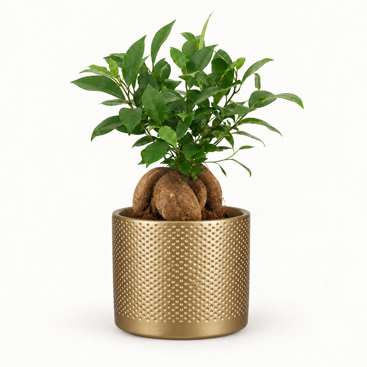 Ficus microcarpa 'ginseng' 12cm + Era gold relief 14cm (1059868)