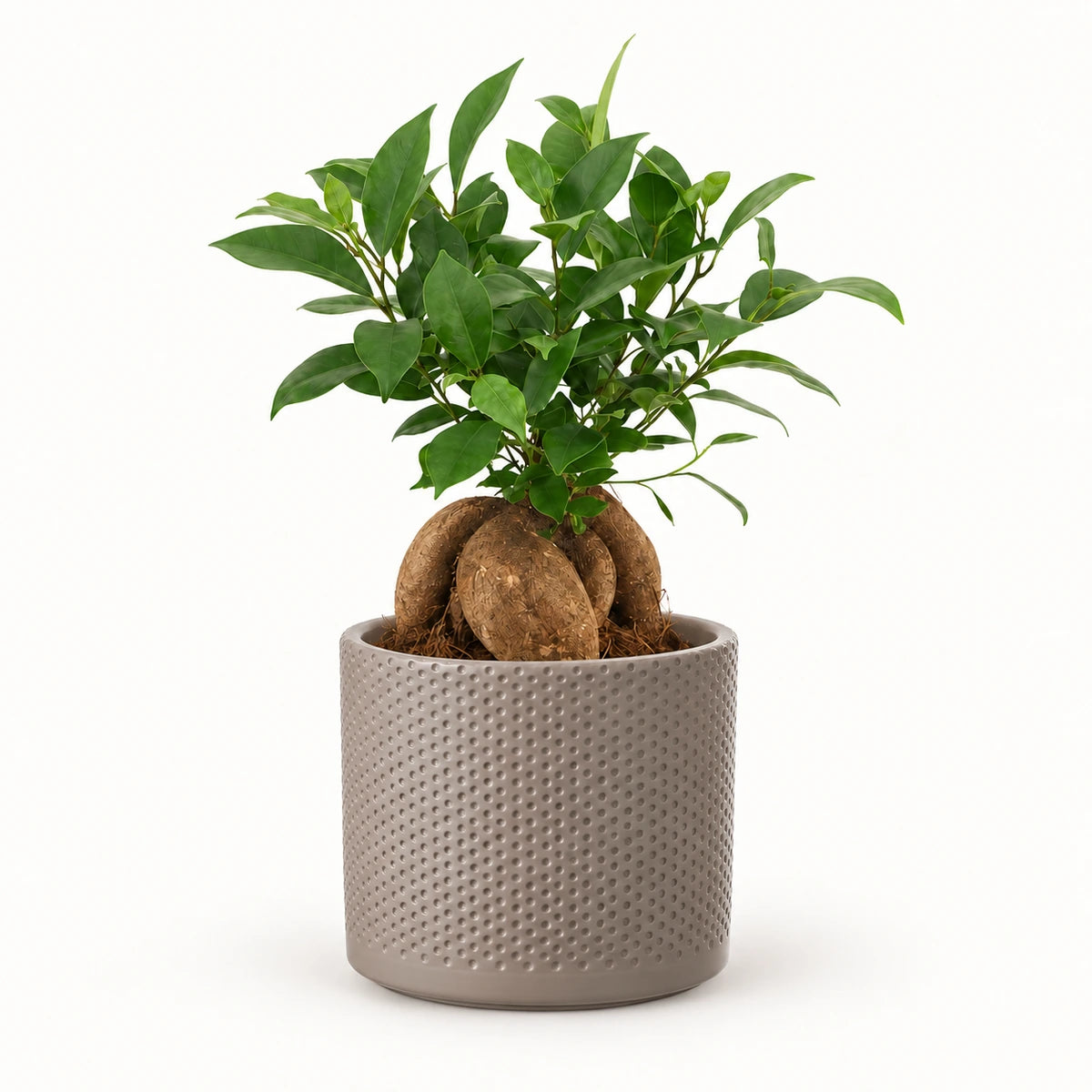 Ficus microcarpa 'ginseng' 12cm + Era taupe relief 14cm (1051628)