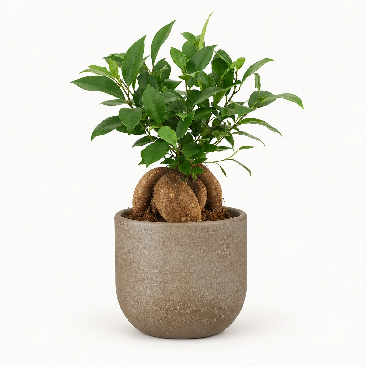 Ficus microcarpa 'ginseng' 12cm + Nora taupe 14cm (1074613)