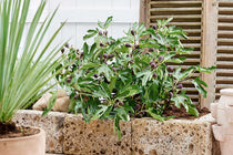 
                  
                    Ficus 'Little Miss Figgy'®
                  
                