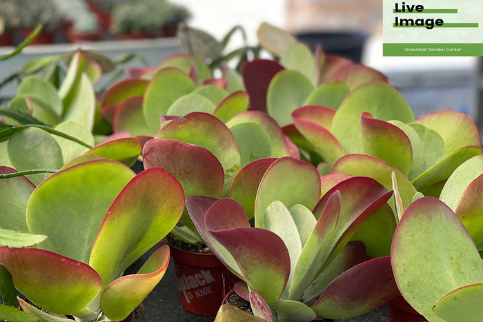 Kalanchoe 'Flapjack' 10.5cm