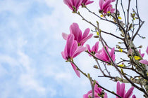 
                  
                    Magnolia 'Galaxy'
                  
                