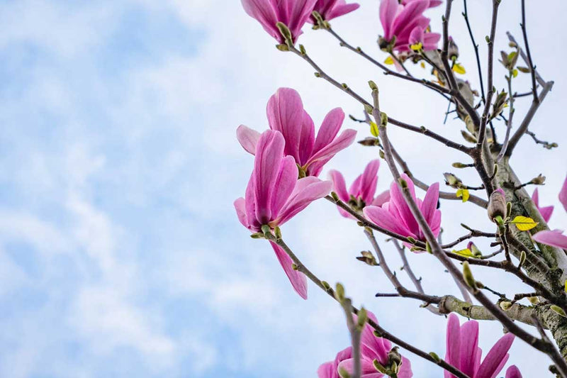 Magnolia 'Galaxy'