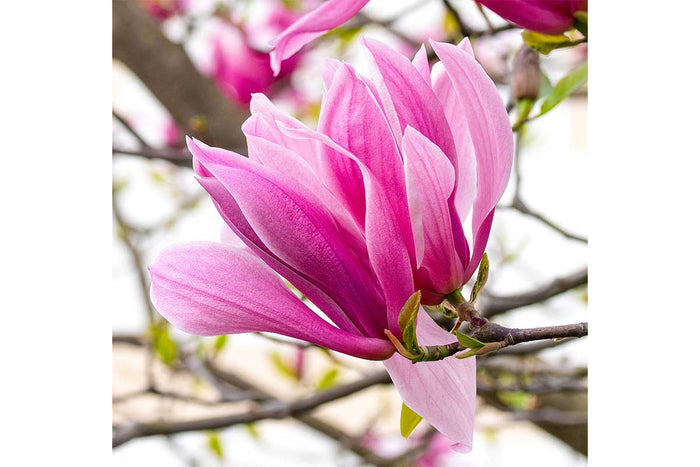 Magnolia 'Galaxy'