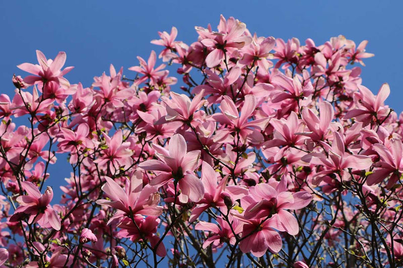 Magnolia 'Galaxy'