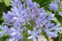 
                  
                    Agapanthus 'Crystal Blue'®
                  
                