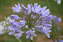 
                  
                    Agapanthus 'Crystal Blue'®
                  
                