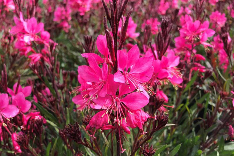 Gaura Belleza® 'Dark Pink'