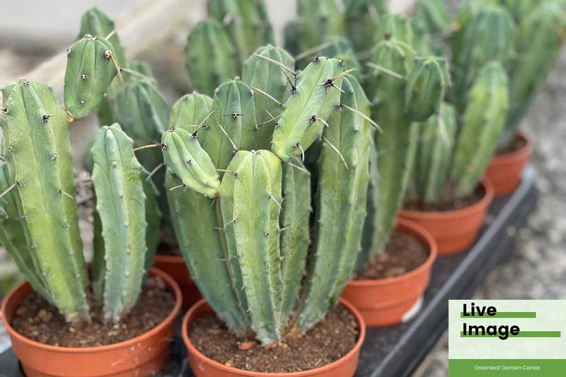 Myrtillocactus geometrizans 12cm