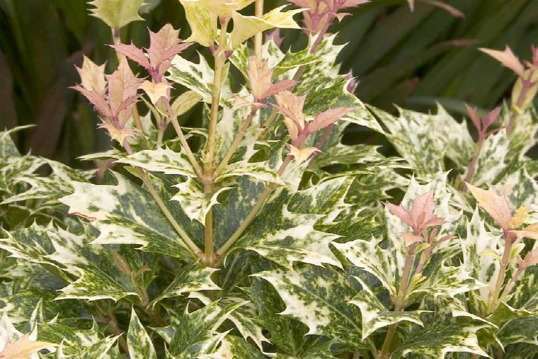 Osmanthus 'goshiki' 