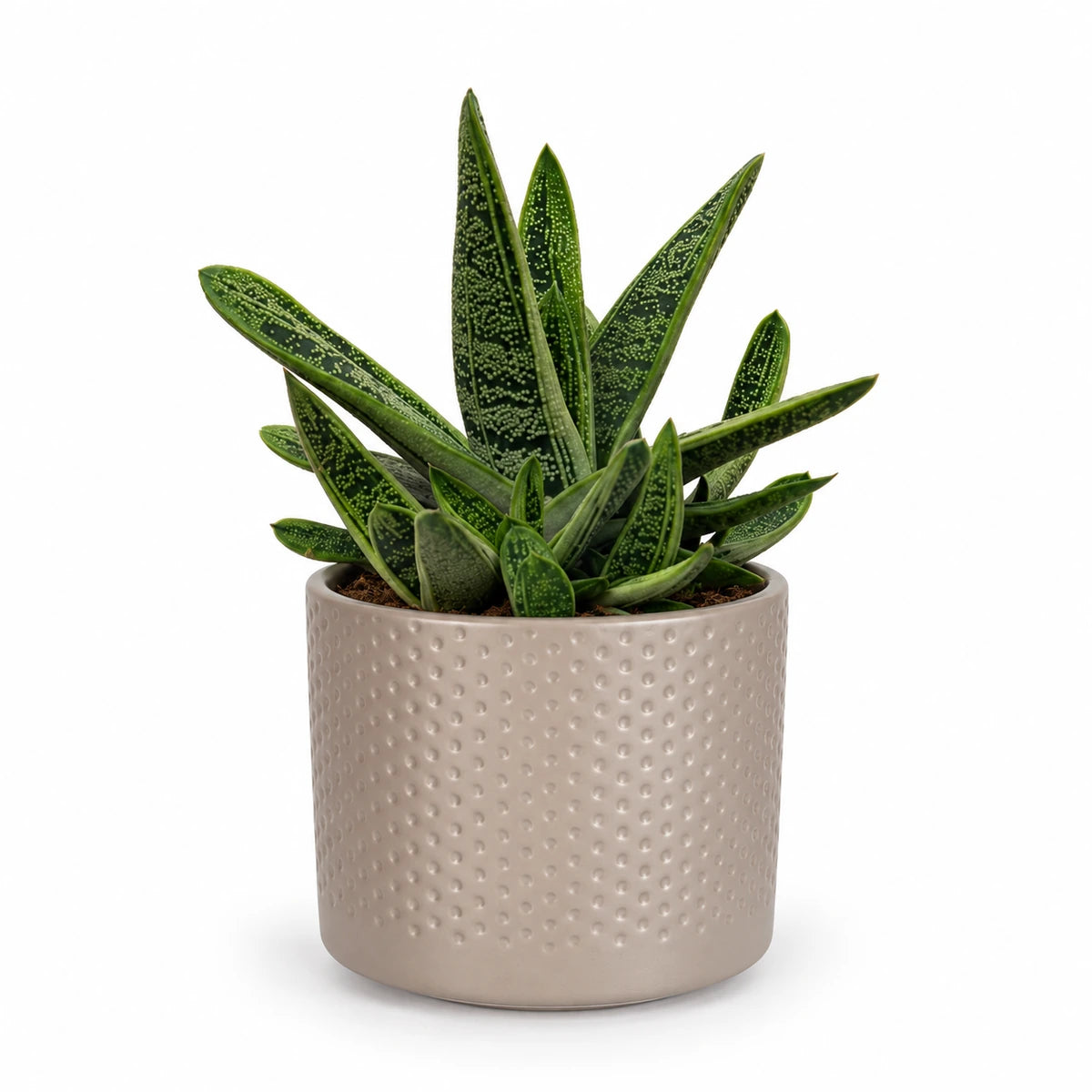 Gasteria 'little warty' 8.5cm + Era taupe relief 8.5cm (1096062)