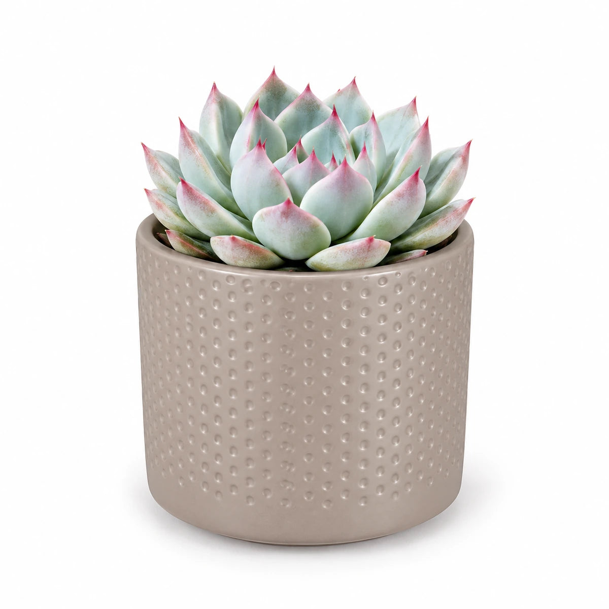 Echeveria chihuahuensis 8.5cm + Era taupe relief 8.5cm (1096062)