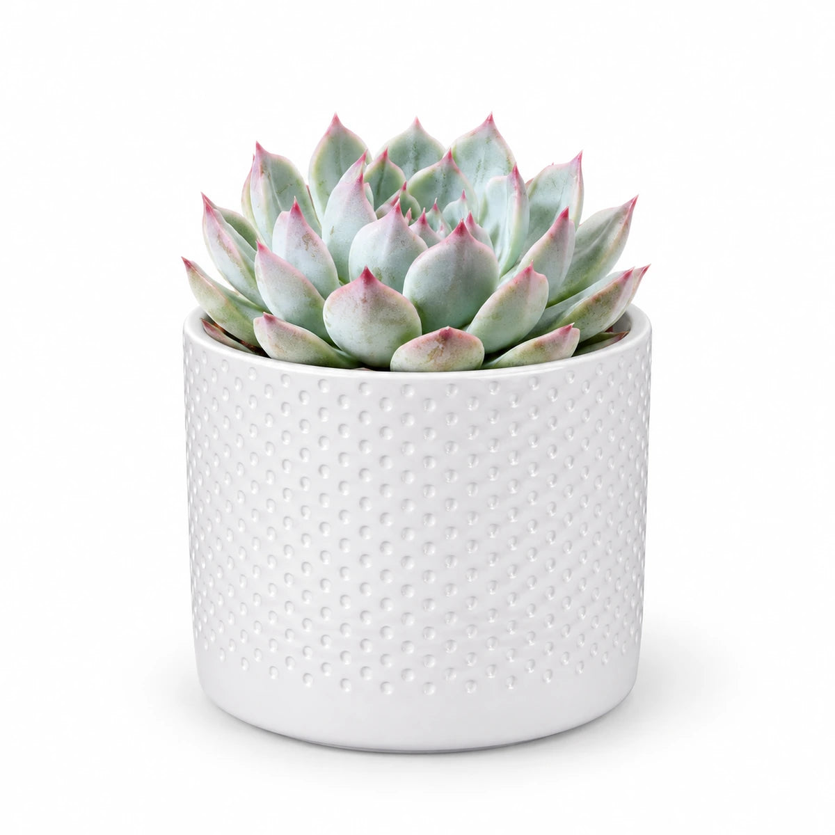 Echeveria chihuahuensis 8.5cm + Era white relief 8.5cm (1096055)