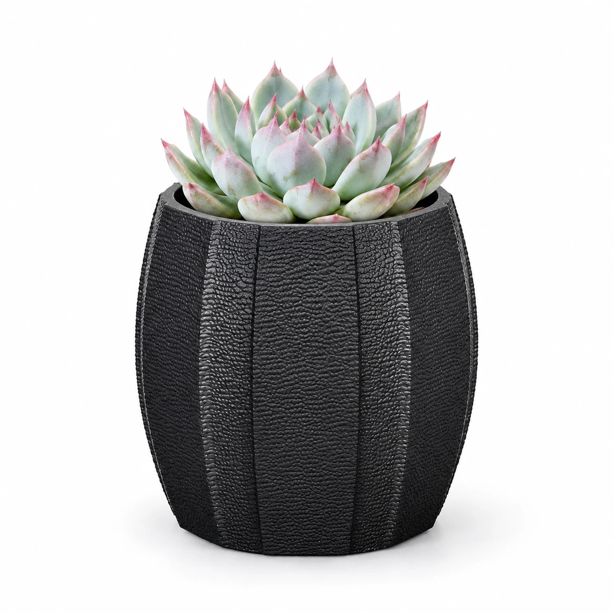 Echeveria chihuahuensis 8.5cm + Capi elegant wide arc anthracite 12cm (BARA292)
