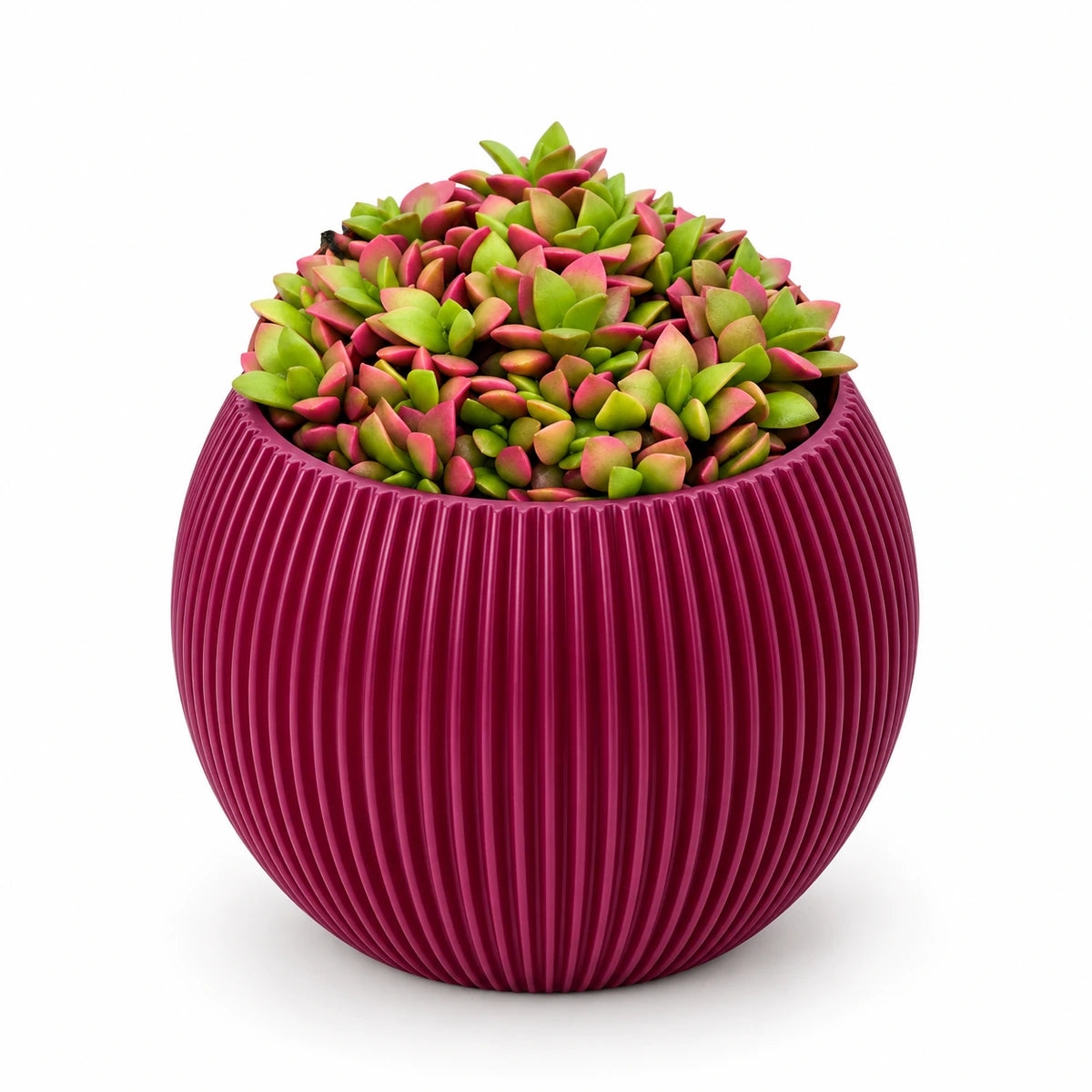 Anacampseros 'variegata' 8.5cm + Capi Vase ball groove purple 13cm (BGVP109)