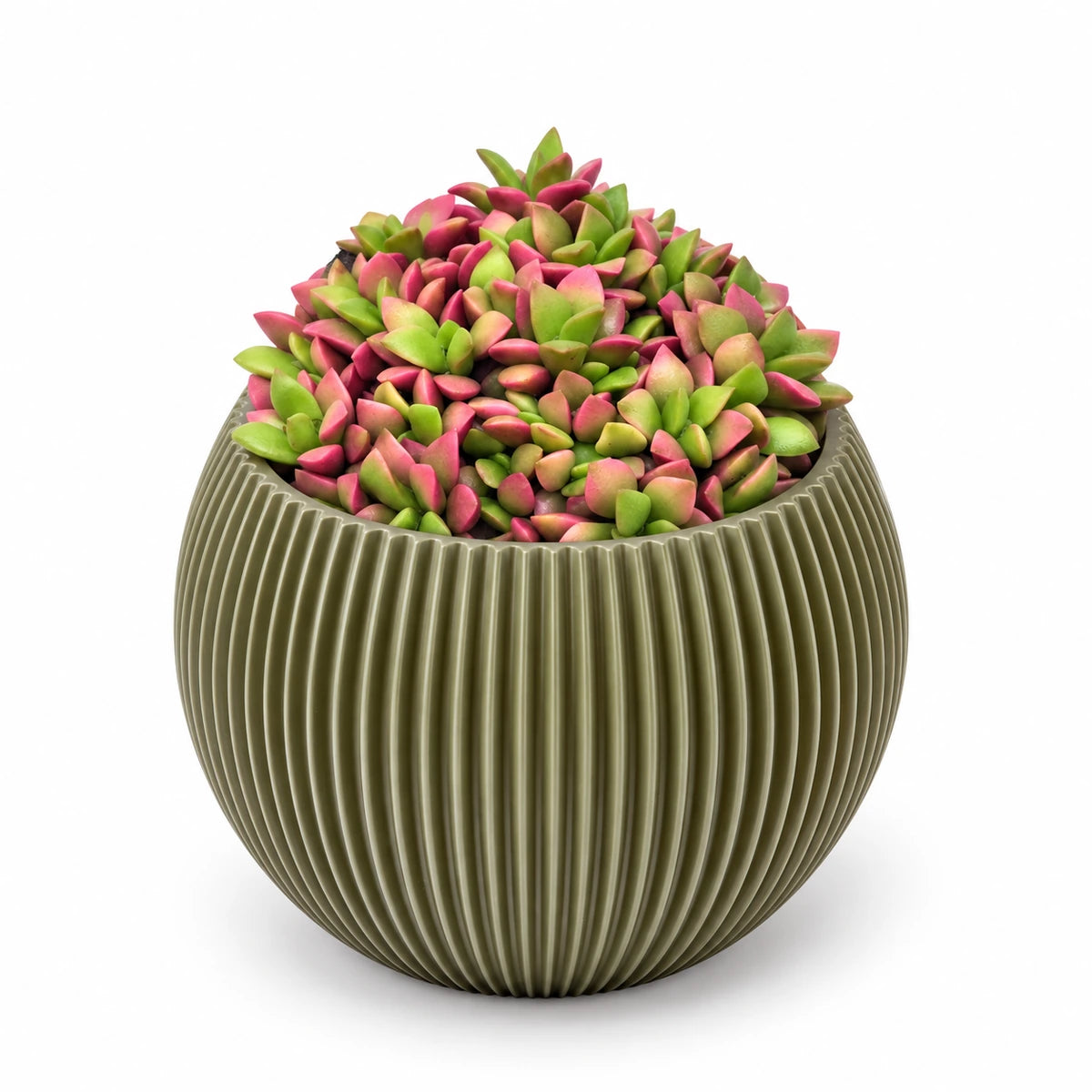 Anacampseros 'variegata' 8.5cm + Capi Vase ball groove green 13cm (BGVGN109)