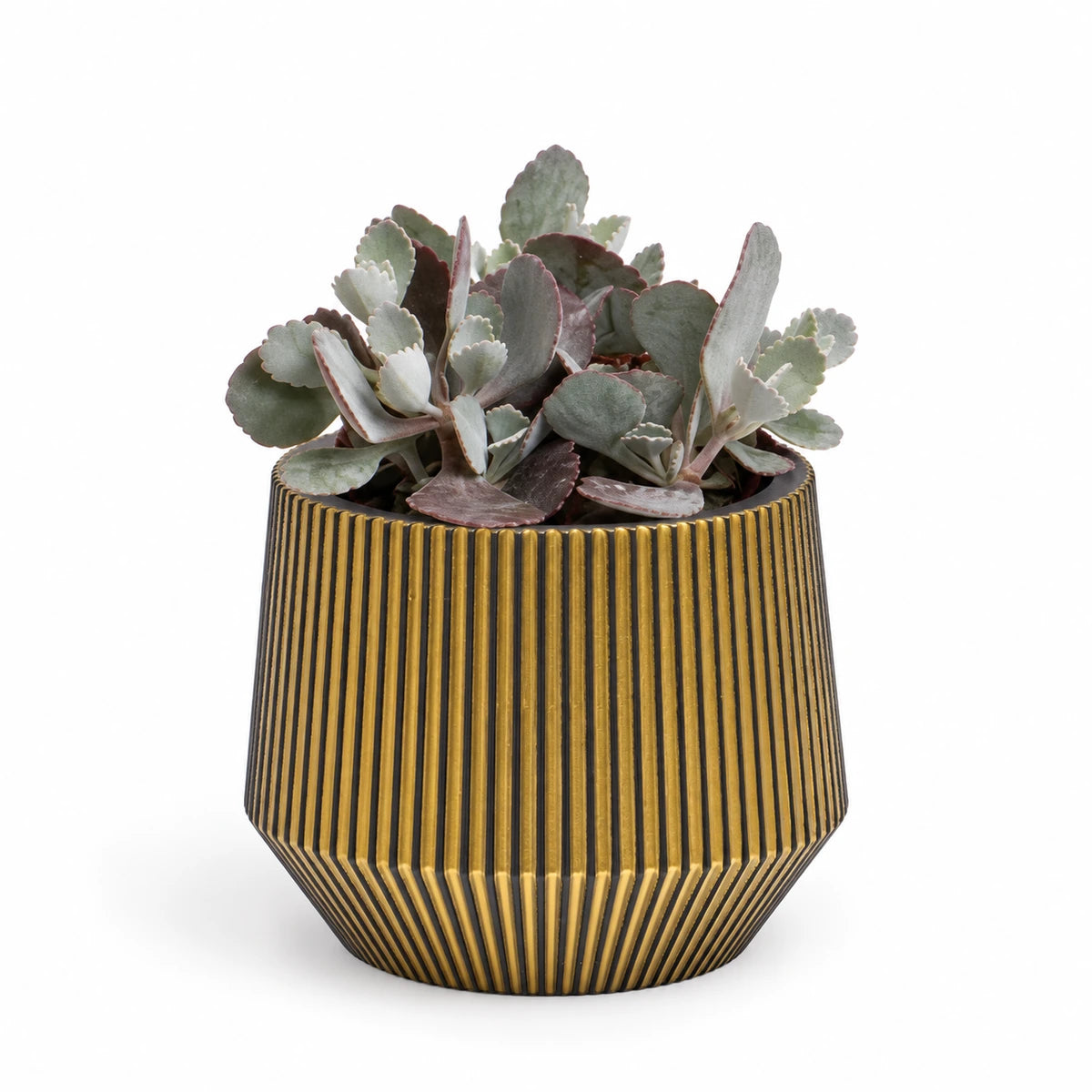 Kalanchoe pumila 9cm + Capi Vase cylinder geo groove black-gold 13cm (BGVGB332)