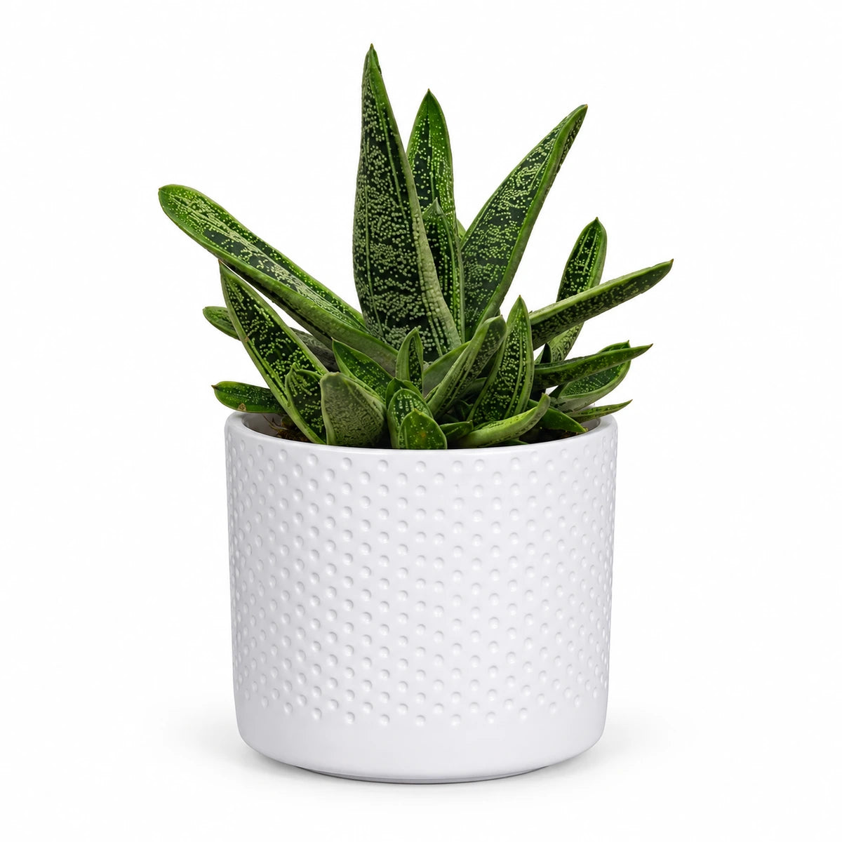 Gasteria 'little warty' 8.5cm + Era white relief 8.5cm (1096055)