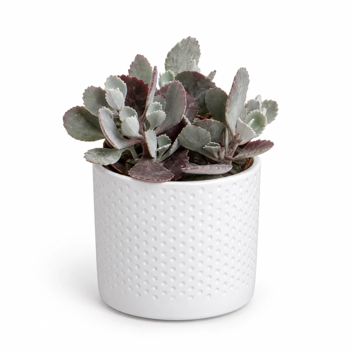 Kalanchoe pumila 9cm + Era white relief 8.5cm (1096055)