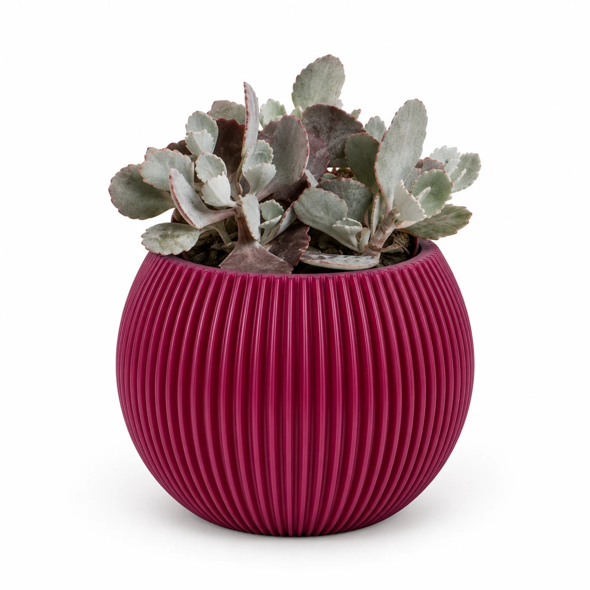 Kalanchoe pumila 9cm + Capi Vase ball groove purple 13cm (BGVP109)